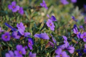 purple flowers in the meadow in summer