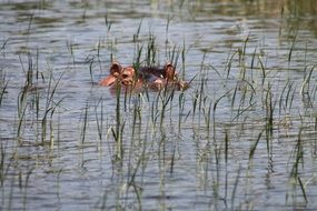 Hippopotamus in the lake, awassa, ethiopia