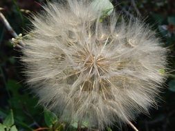 Seeds in the dandelion