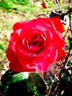 Red rose on a bush close-up