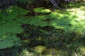 Green duckweed on water
