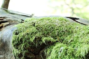 Natural moss in a forest