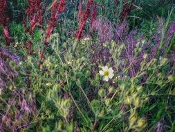 Wildflowers in spring time