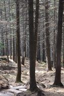 national park with old pine trees, luya