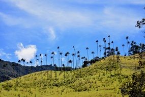 Bright green valley sky scene