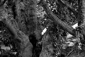 black and white photo of an old tree