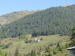green pine forest on a mountainside in Georgia