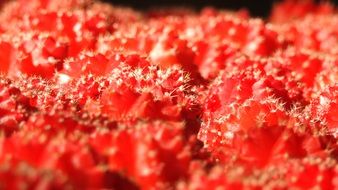 cactus red plant macro