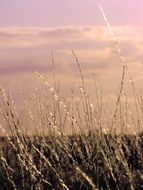 grasses sunlight