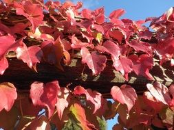 red autumn leaves close up on a sunny day