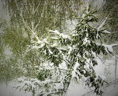 pine tree during snow