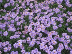 purple asters on the beautiful flower field