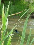 Dragonfly on a green river plant