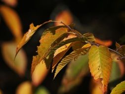 damaged autumn leaves on a branch