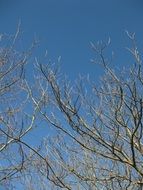 Branches of trees against the blue sky