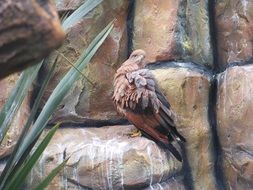 wild eagle on brown rock