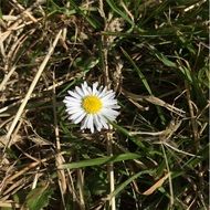 flower among withered grass