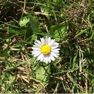 daisy in a dry forest