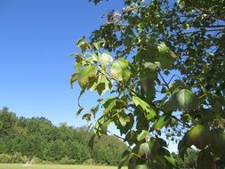 green tree in summer
