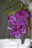 purple orchid flower on the trunk