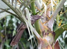 cuckoo bird on tree closeup