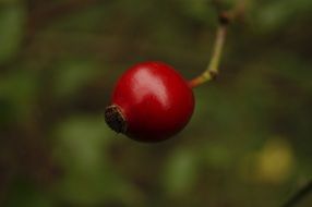 red berry of rose hips