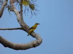 yellow bird is sitting on a swirling branch