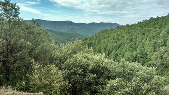 green thickets in cevennes, France