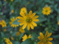 yellow herbs blossom