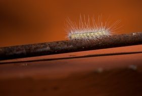 furry caterpillar on a brown branch