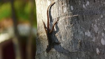 lizard on the tree trunk