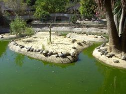 turtles on the islets on the pond