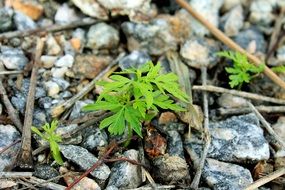 green plant among stones and twigs