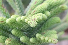 exotic tropical plant with succulent leaves