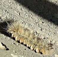 poisonous caterpillar Hickory