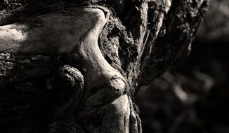 Black bark of the tree