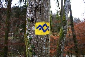 sign on the forest tree close-up on blurred background