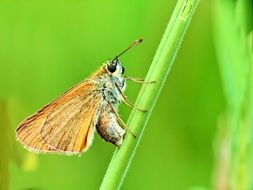 macro butterfly on the grass