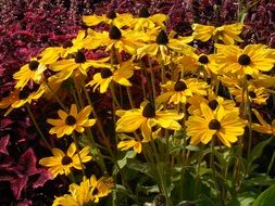 black eyed susan growing in the garden