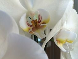 Picture of white orchid flowers