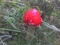 red poisonous mushroom in the grass close-up