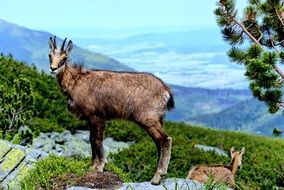 mountain tatry animals