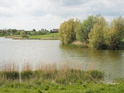 green reed on the shore of the pond