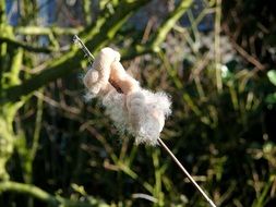 Overblown cattail plant