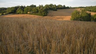 cereals, france