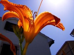 wonderful lily flowers