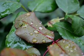 water drops on rose leaf