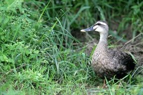 beautiful gray duck