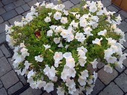 white fragrant potted flowers on the street