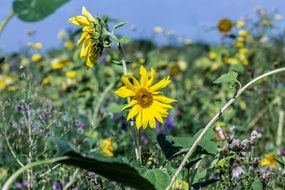sunflowers among a variety of flowers close-up